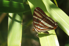 Adelpha syma