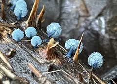 Mycena indigotica