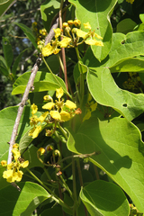 Stigmaphyllon bonariense