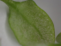 Peronospora alsinearum