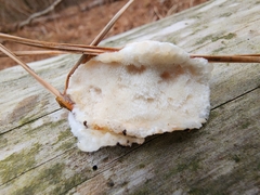 Fuscopostia fragilis