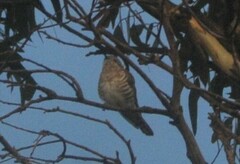 Chrysococcyx basalis