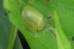 Paraselenis
