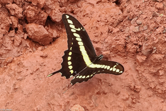 Heraclides thoas brasiliensis