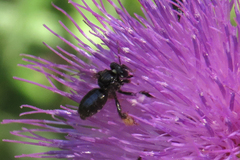 Tapinotaspidini