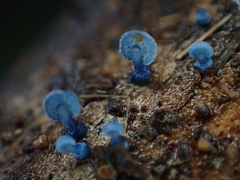 Mycena indigotica
