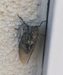 Physeema quadricincta