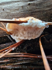 Fuscopostia fragilis