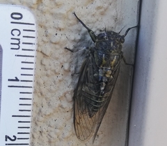 Physeema quadricincta