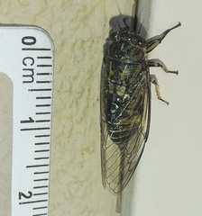 Physeema quadricincta