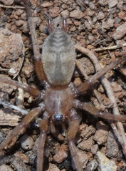 Pterotricha simoni