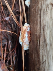 Fuscopostia fragilis