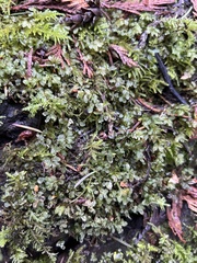 Plagiomnium rostratum