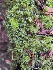 Plagiomnium rostratum