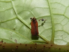 Galasa costalis