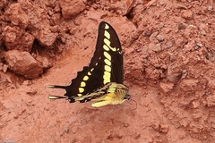 Heraclides thoas brasiliensis
