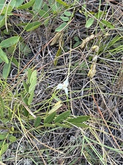 Rhynchospora colorata