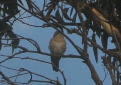 Chrysococcyx basalis