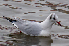 Chroicocephalus ridibundus