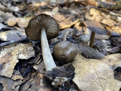 Entoloma vernum