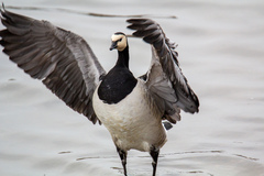 Branta leucopsis