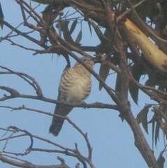 Chrysococcyx basalis