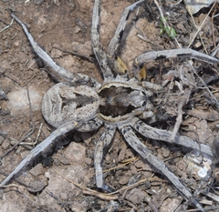 Lycosa hispanica