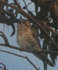 Chrysococcyx basalis