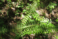 Blechnum australe