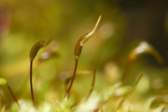 Homalothecium fulgescens