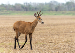 Blastocerus dichotomus