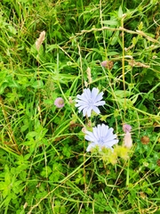 Cichorium endivia