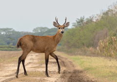 Blastocerus dichotomus