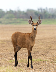 Blastocerus dichotomus