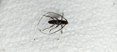 Ambonus distinctus