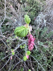 Ribes sanguineum
