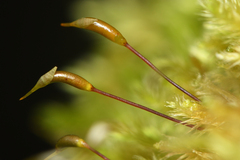 Homalothecium fulgescens