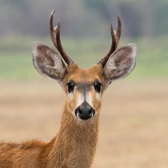 Blastocerus dichotomus