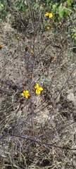 Dyssodia tagetiflora