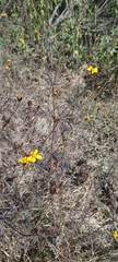 Dyssodia tagetiflora