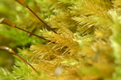 Homalothecium fulgescens