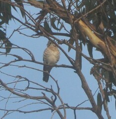 Chrysococcyx basalis