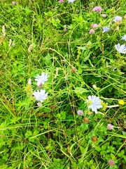 Cichorium endivia