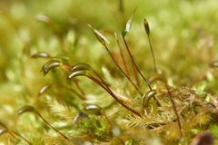 Homalothecium fulgescens