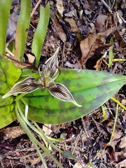 Scoliopus bigelovii