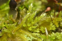 Homalothecium fulgescens