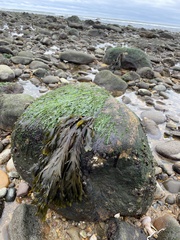 Fucus vesiculosus