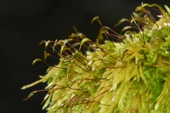 Homalothecium fulgescens