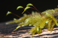 Homalothecium fulgescens