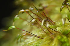 Homalothecium fulgescens